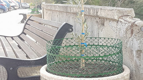 Le piantine di olivo nano per abbellire Piazza Vittorio Emanuele III